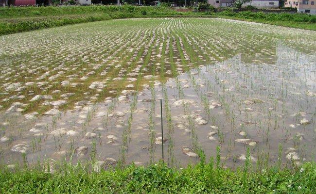 南魚沼市雲洞産魚沼コシヒカリ「どん米」無洗米３升(４.５kg)