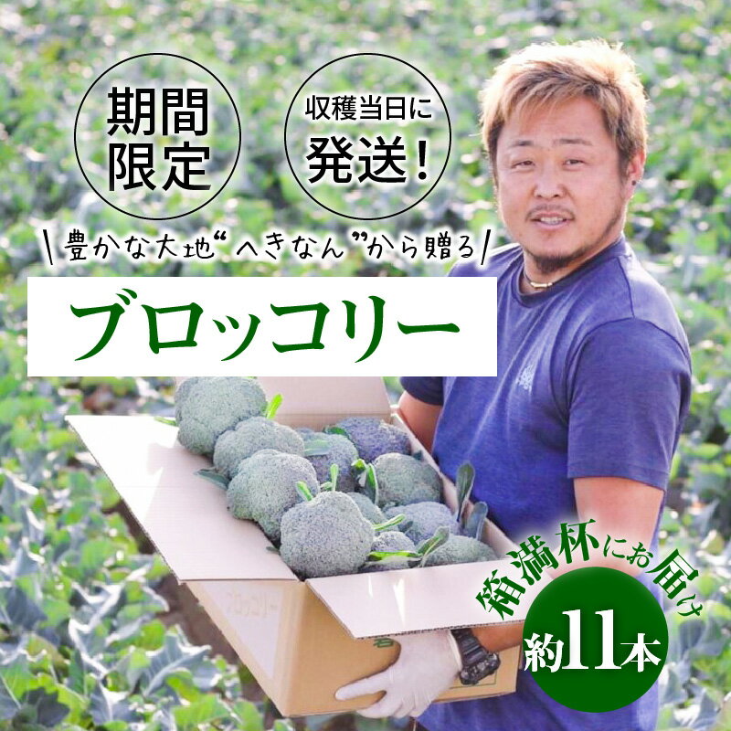 【ふるさと納税】期間限定 ブロッコリー 収穫当日発送 へきなん 約11本 産地直送 新鮮 こだわり 栽培方法 予約 事前申込 送料無料