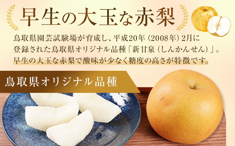 訳あり 鳥取県産 新甘泉 梨 5kg (10玉～15玉)