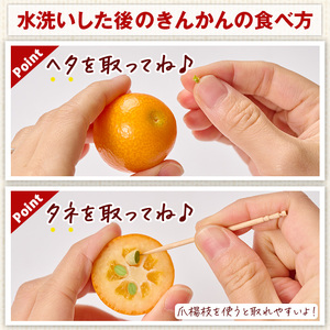 ＜先行予約受付中！2026年2月～3月中旬頃に発送＞完熟きんかん たまたまエクセレント(約1kg・2Lサイズ)果物 フルーツ 金柑 柑橘【NK002】【宮崎県農業協同組合　高千穂地区本部】