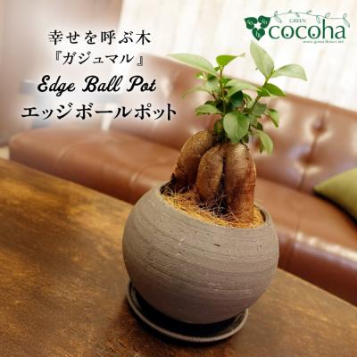 ふるさと納税 糸島市 幸せを呼ぶ木『ガジュマル』　エッジボールポット 糸島市 / cocoha [AWB038]
