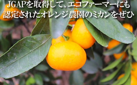 【期間限定発送】ハウスみかん 約2kg 専用箱 入り【オレンジ農園】2026年 7月 8月 夏 発送 甘い 果物 フルーツ ギフト 柑橘 温州 みかん 先行予約 数量限定 期間限定 九州 ＜114-0