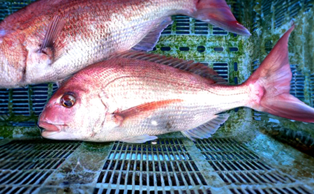 由良漁港 水揚げ 鮮魚 詰め合わせ セット 5～10匹 魚 魚介類 海鮮セット 海鮮 兵庫県 洲本市 淡路島