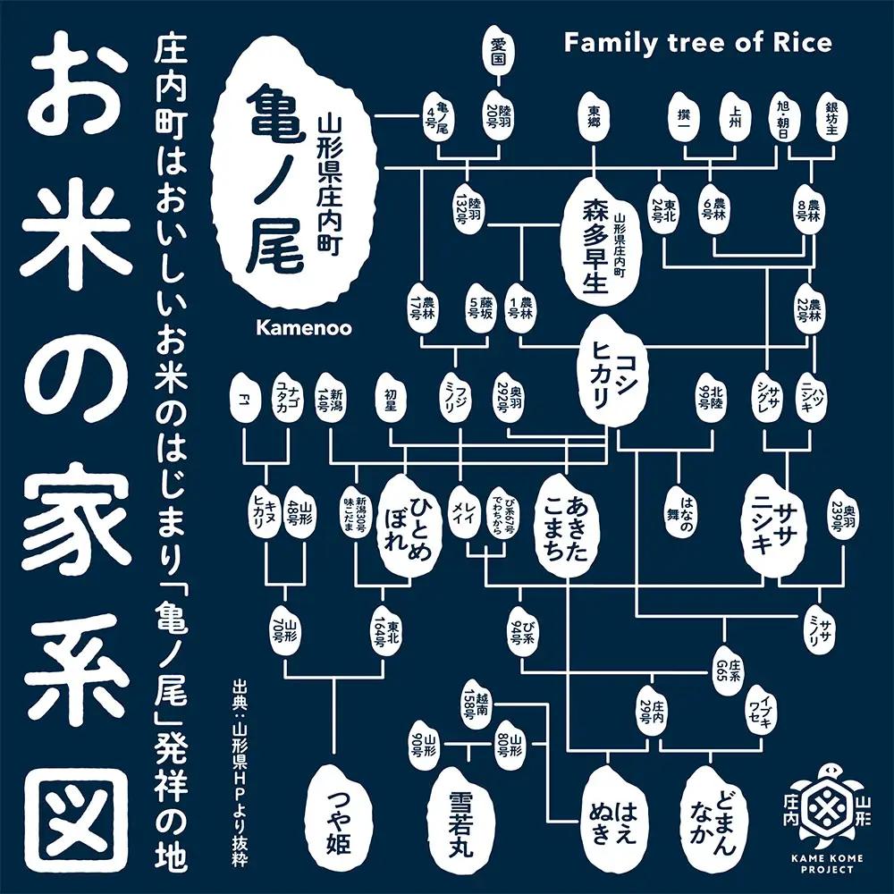 山形庄内かめこめプロジェクト 庄内米食べ比べギフト 300g×3種 つや姫 はえぬき 雪若丸 令和7年産 2025年産 ブランド米 コシヒカリの原点、亀の尾発祥の地 庄内