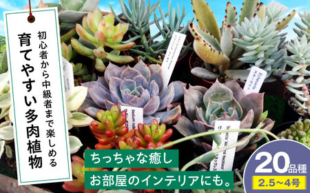 観葉植物 20鉢セット[APCJ002]観葉植物 