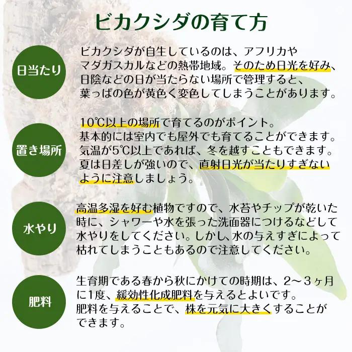 観葉植物 ビカクシダ 板付け (コルク) コウモリラン 観葉植物 シダ植物 【kurk PLANT LEATHER】 i620