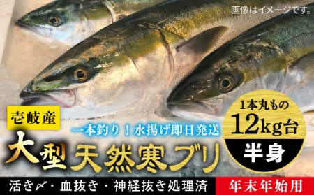 【11/1～1/15お届け 年末年始用】壱岐島産天然寒ブリ（一本丸ものサイズ12キロ台 半身ブロック）《壱岐市》【壱岐島 玄海屋】 [JBS107] 222000 222000円  コダワリブリ・ぶり こだわりブリ・ぶり おすすめブリ・ぶり おススメブリ・ぶり 人気ブリ・ぶり 定番ブリ・ぶり 通販ブリ・ぶり お取り寄せブリ・ぶり 自宅用ブリ・ぶり 贈答ブリ・ぶり