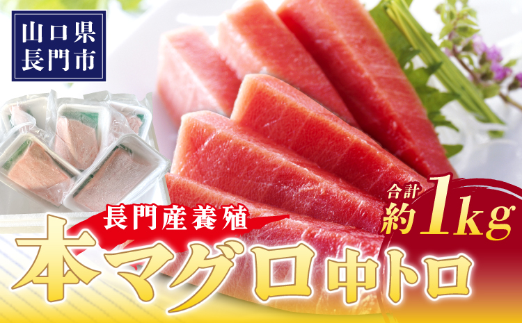 (1419)油谷産養殖本マグロ 中トロ柵 1kg