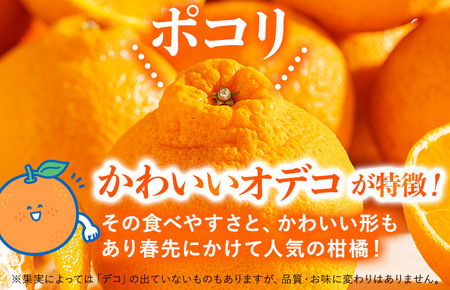 デコタンゴール （5kg） [K003680K5] 人気商品 国産 高級フルーツ 人気商品 みかん 柑橘 フルーツ 果物 乃万青果 のま果樹園 不知火 ポンカン