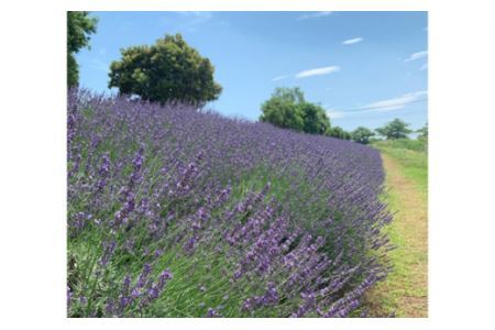 アロマオイル ラベンダー精油 エッセンシャルオイル 3ml アロマ