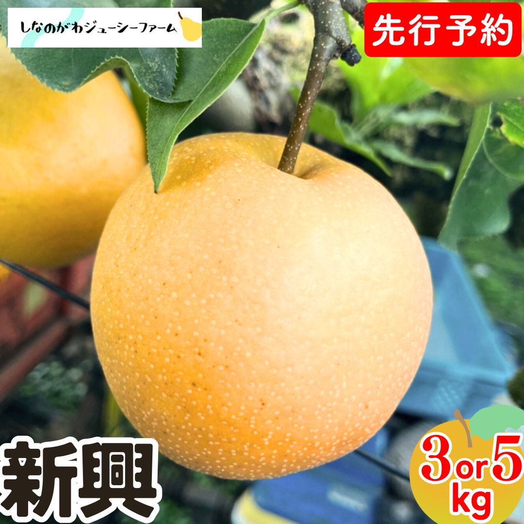 【ふるさと納税】[2026年産先行予約] 和梨 新興 約3kg・約5kg 選べる数量 令和8年度 新潟県 三条市産 梨 [しなのがわジューシーファーム]