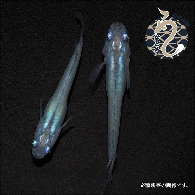 【ふるさと納税】0011-002～0023-002　メダカ「しずく」1ペア～3ペア