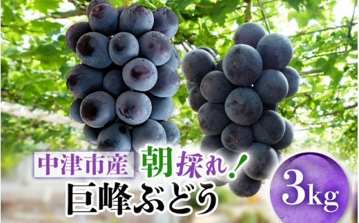 【先行予約】【期間・数量限定】大分県中津市産 巨峰ぶどう 3kg | フルーツ 果物 くだもの ぶどう ブドウ 葡萄 巨峰 種あり 3キロ 大分県産 九州産 国産 中野観光ぶどう園 大分県 中津市