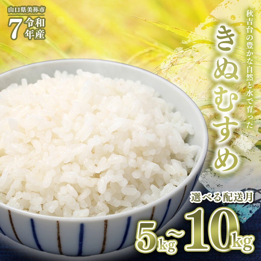 【ふるさと納税】 令和7年度産 新米 きぬむすめ ( 白米 5kg ～ 10kg ) 先行予約 ＜ 2025年 10月中旬 ～ 11月 より順次発送予定 ＞ ｜ 米 精米 新米 白米 米 お米 コメ 単一米 きぬむすめ 選べる発送月 選べる 山口 美祢 5kg 10kg とよたファーム