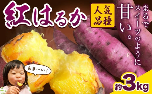 厳選 紅はるか 3kg しょうた農園《12月上旬-3月末頃出荷》福岡県 鞍手町 紅はるか さつまいも 芋 いも イモ サツマイモ