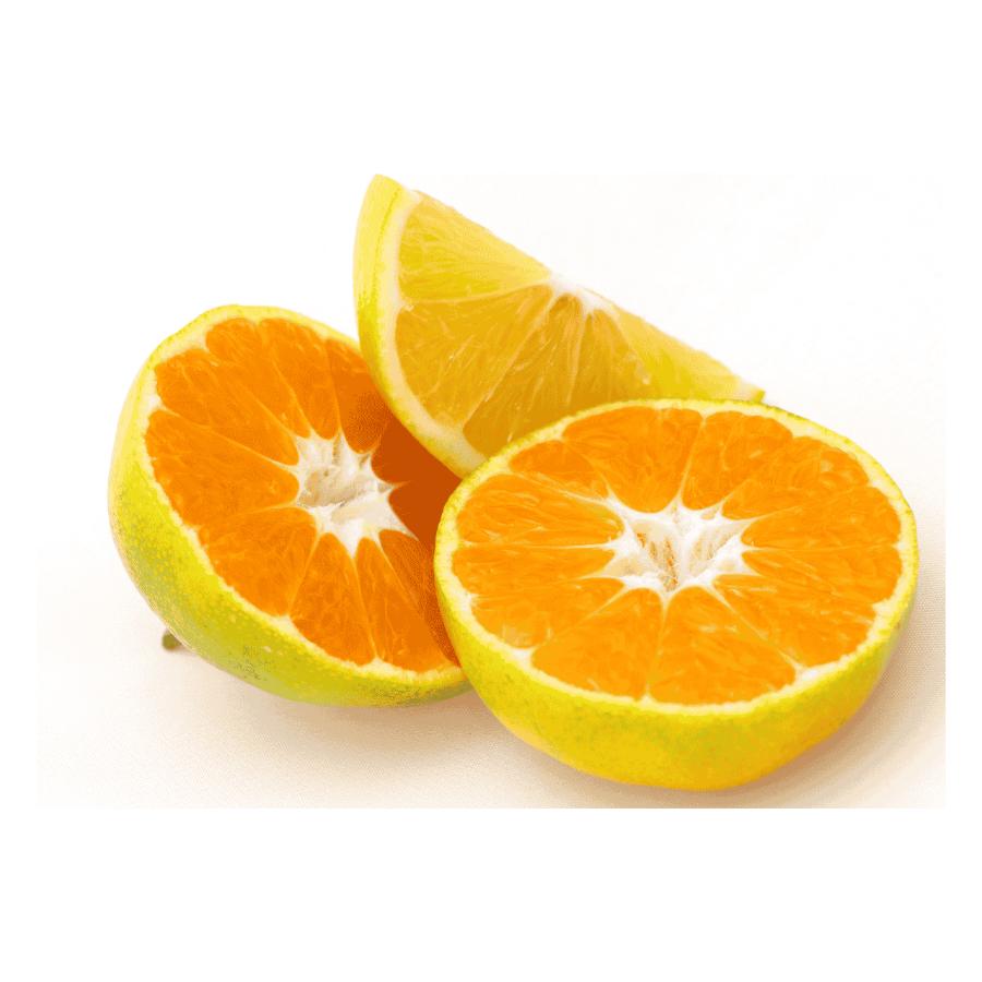 【もったいない！を食べよう】＜木負観光みかん園＞極早生みかん10kg