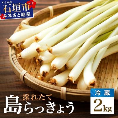 ふるさと納税 石垣市 ≪2026年2月下旬〜5月下旬発送≫採れたて島らっきょう 2kg