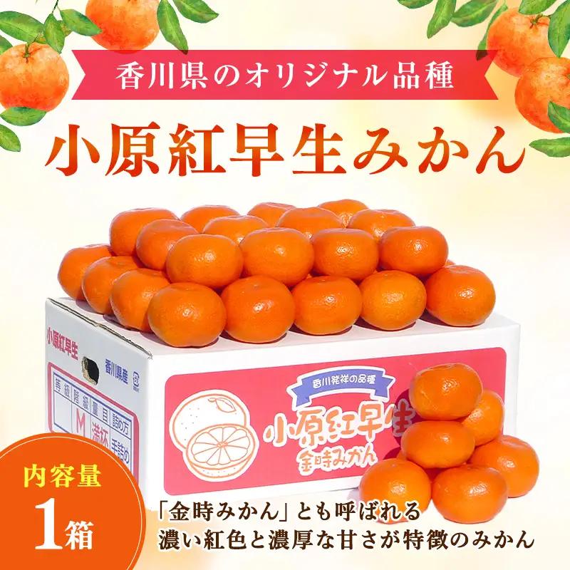 香川県のオリジナル品種 小原紅早生みかん約 5kg フルーツ 果物類 柑橘類  FAH-0137