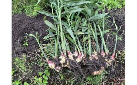 【先行予約】 陸前高田市産 黄金生姜 約1kg 【 ショウガ 産地直送 新鮮 料理 野菜 薬味 岩手県 陸前高田市 】2025年10月から発送予定 RT2725