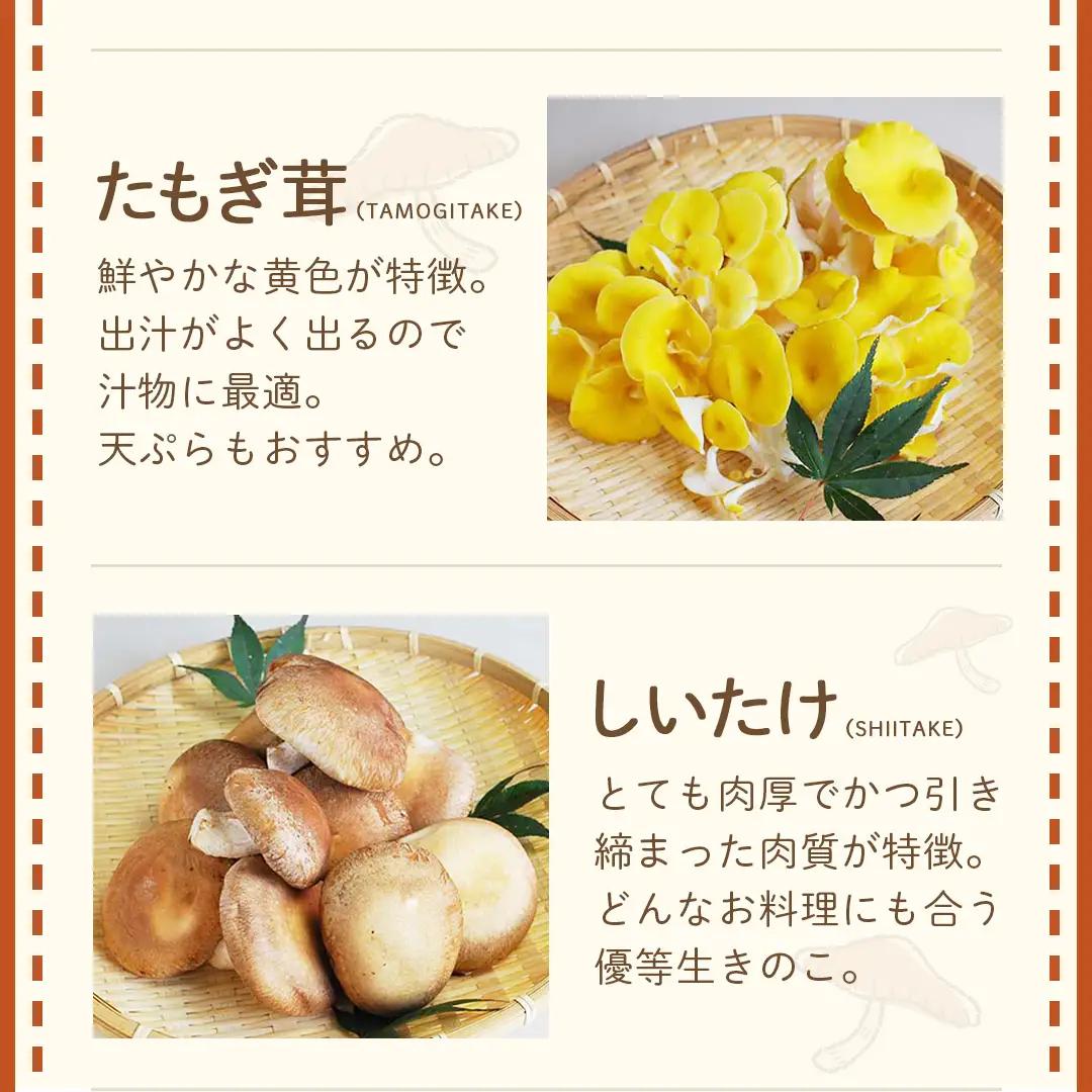 《 ３ヶ月 連続定期便 》 きのこ の 詰め合わせ Mサイズ 約1.5kg （茨城県共通返礼品 城里町） 定期便 キノコ 舞茸 あわび茸 たもぎ茸 しいたけ 花びら茸 セット 鍋 炒め物 [CX006