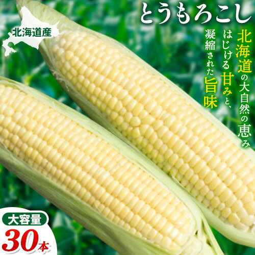 【ふるさと納税】照之家商店鮮度抜群とうもろこし30本