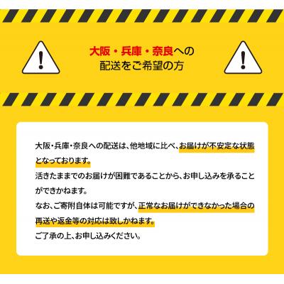 ふるさと納税 天草市 【指定日必須】活き車海老「やまと車海老」500g〈先行受付〉_S010-082 |  | 03