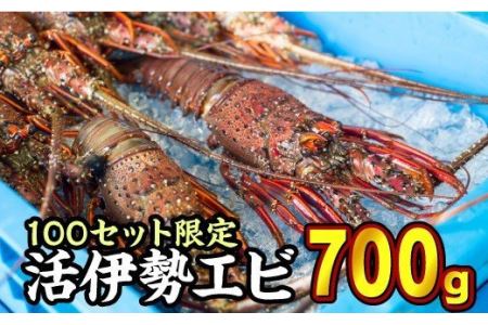 活伊勢エビ 約700gセット （２～３尾）《10月20日～4月期間限定出荷：先行予約も可（到着日時指定必須商品）》 HA-f-62