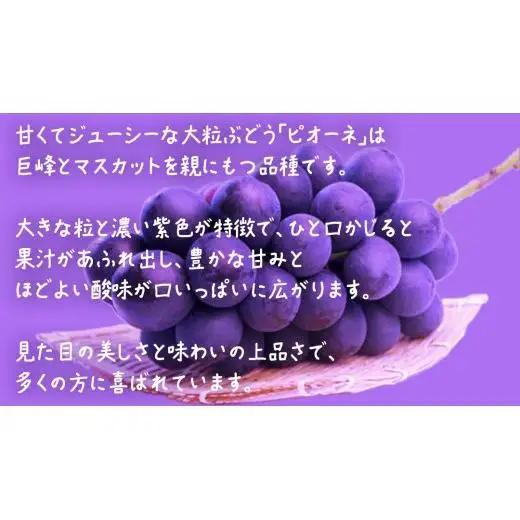 【 お中元 熨斗付き 】 ピオーネ １房 【2026年8月上旬発送開始】(茨城県共通返礼品：大子町) 