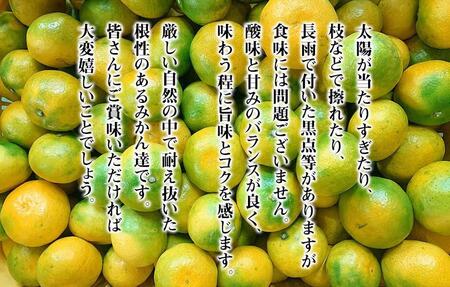 訳あり ゆら早生 みかん 箱込2.5kg (内容量 2.3kg)サイズミックス 有田みかん 和歌山県産 【みかんの会】