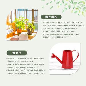 3月下旬～発送【観葉植物】アレカヤシ60cm～80cm(Green Base/017-1366) 南国鹿児島県で育った 観葉植物！植物 鉢付 インテリア 室内 オフィス おしゃれ プレゼント ギフト 