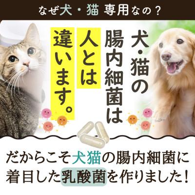 ふるさと納税 川口市 ペット用乳酸菌サプリ ヘルスチャージN 60カプセル |  | 01