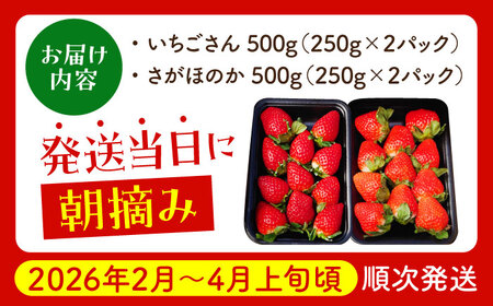 【農薬0への挑戦】朝摘みいちご1kg（いちごさん・さがほのか計4パック）【むらおか農園】フルーツ 果物 イチゴ 農家直営 農家直送 新鮮 いちご 苺 イチゴ いちご 苺 イチゴ いちご 苺 イチゴ い