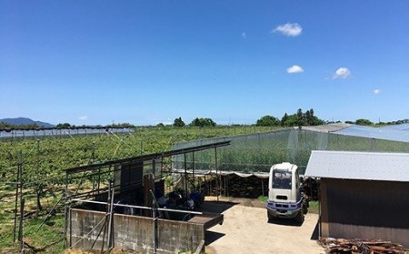 先行予約 ル レクチェ 自家用 3kg 訳あり [2025年11月下旬発送]新潟県産 洋梨 ル レクチエ ル・レクチェ [岩福農園] 【010P026】