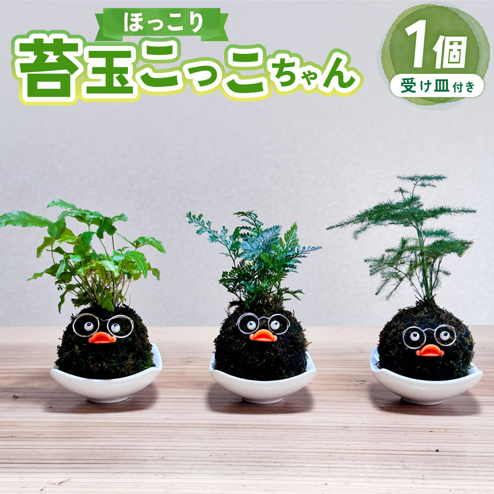 【ふるさと納税】ほっこり 苔玉こけだまこっこちゃん 1個 受け皿付き（ 直径6.7cm ） 苔 コケ 植物 リビング 玄関 オフィス デスク 和風 インテリア 日本製 大阪府 阪南市 送料無料