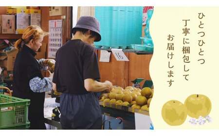 新星梨 約5kg  9月中旬発送 梨 梨 梨 梨 梨 梨 梨