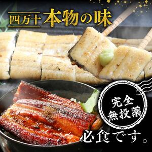 【通常用】極上国産うなぎ四万十桜　白焼き約140g×2尾 | うなぎ 四万十うなぎ 国産うなぎ 厳選うなぎ 白焼き うなぎ 家庭用  高知県 南国市