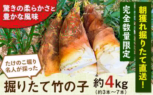 【2026年3月先行予約】熊本県  掘りたて たけのこ 4kg タケノコ《2026年3月上旬-4月下旬頃出荷》 有限会社ニシムラ---mifune_nsm_2_4kg---st-p