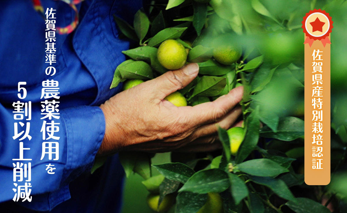 【減農薬栽培！甘くてジューシー！】有田産 完熟金柑 2kg【