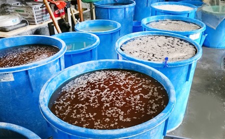 本葛 若狭町産の熊川葛 和菓子 スイーツ 本葛