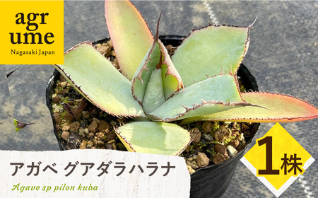 アガベ グアダラハラナ 1株 Agave guadalajarana 長与町/アグリューム[EAI204] 