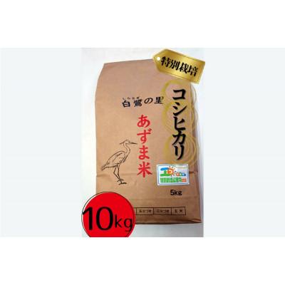 ふるさと納税 稲敷市 【令和7年産】特別栽培コシヒカリ10kg(5kg×2袋)　精米