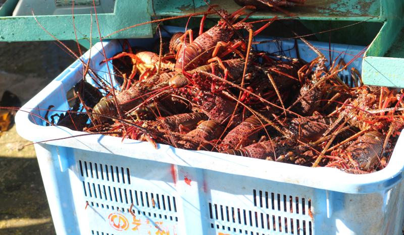 御宿の伊勢海老は味はもちろん、色も鮮やかで綺麗です。