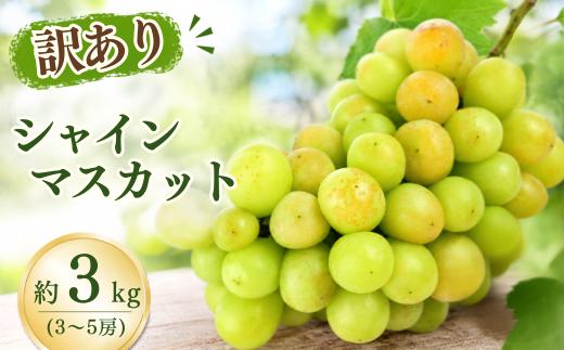 【農家直送（収穫日に発送）】訳アリ シャインマスカット 3kg | 訳あり 訳アリ シャインマスカット 種なし ぶどう 詰め合わせ  農家直送 収穫日発送 新鮮 フルーツ 果物 お取り寄せ 季節限定 愛知県 豊田市