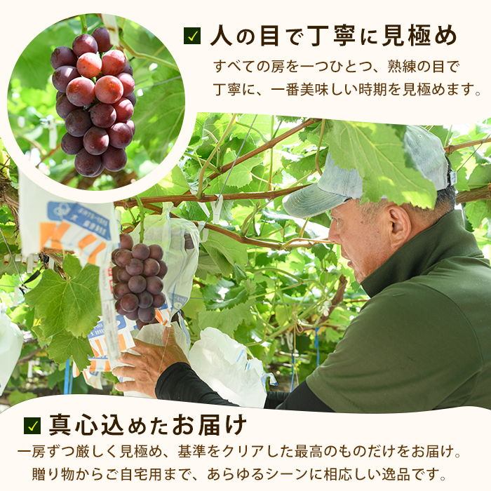 【2026年7月上旬～発送】迫田果樹園のぶどう 指宿産ぶどうのおまかせミックスセット約1.5kg(迫田果樹園/IB064-002) ブドウ 葡萄 果物 フルーツ 果実 果樹園 食べ比べ 食べくらべ 詰