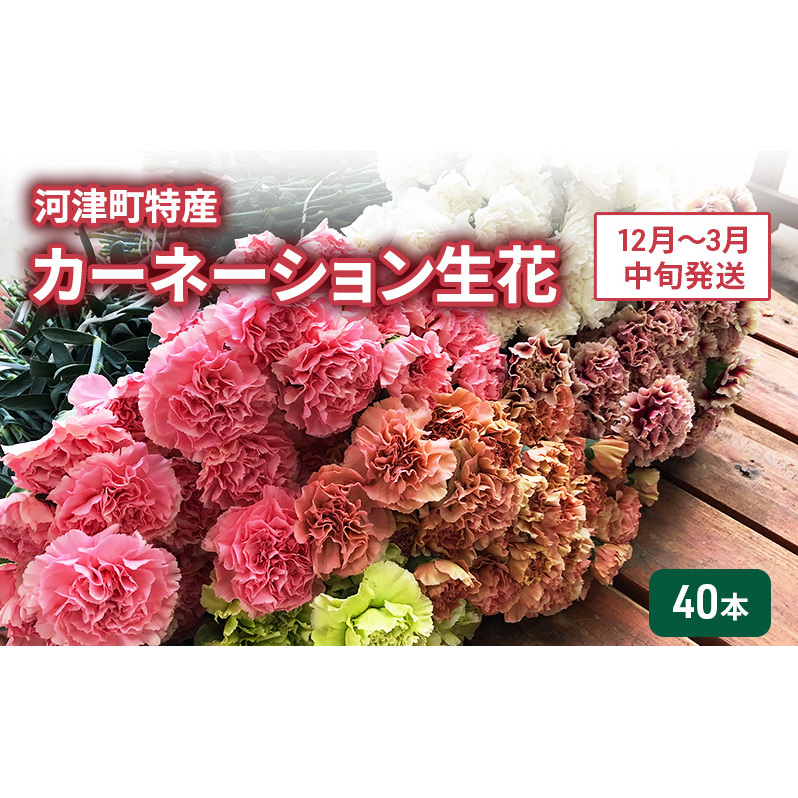 河津町特産 カーネーション 生花 40本 12月～3月中旬発送