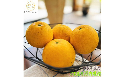 
                  有田育ちの 爽やか 河内晩柑 (ご家庭用) 約7.5kg［2025年4月から発送］［MS62］
                