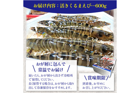 丹後の活きくるまえび 600g（20～30尾）（12月発送）