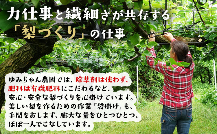 『ゆみちゃん農園』の玉東梨 甘太梨 約3kg(約3-10玉前後) 《2026年8月下旬-10月上旬頃出荷》熊本県玉名郡玉東町 梨 なし 果物 フルーツ 旬の梨