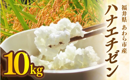 【先行予約】【令和8年産】ハナエチゼン 精米 10kg （長谷川農園） / 北陸 福井県産 あわら市 ブランド米 白米 お米 コメ ※2026年10月より順次発送予定 [aw139-a004]