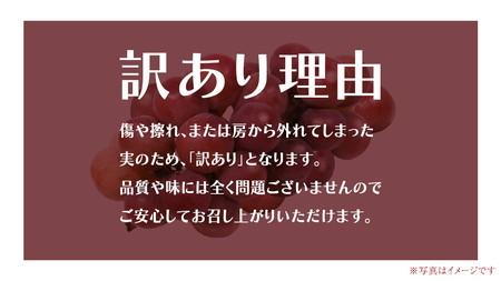 【 訳あり 】 ゴルビー 3kg 【2026年8月中旬発送開始】(茨城県共通返礼品：大子町)